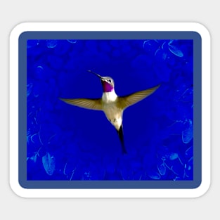 Hummingbird Sticker